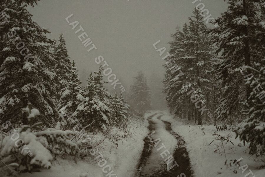 Snow-laden pine forest with a path receding into fog